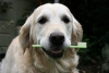 Personalized Pet Toothbrushes